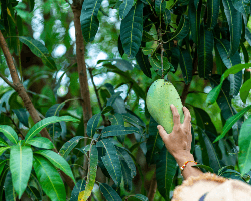 Handpicked & Naturally Ripened